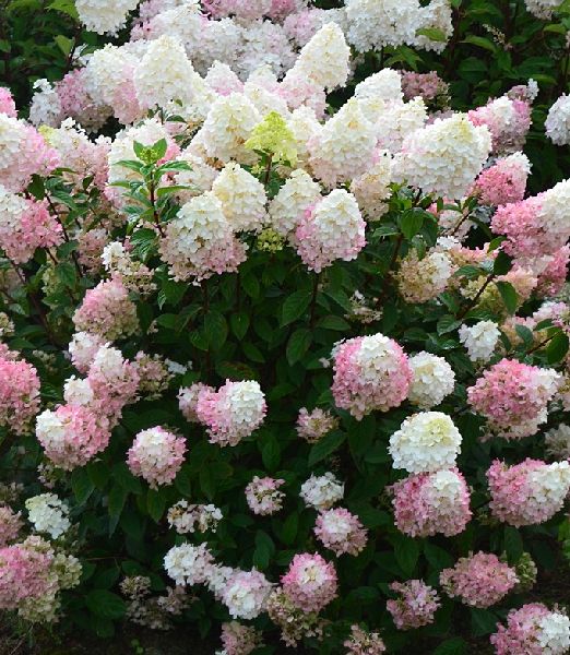 Hydrangea paniculata 'Sundae fraise'